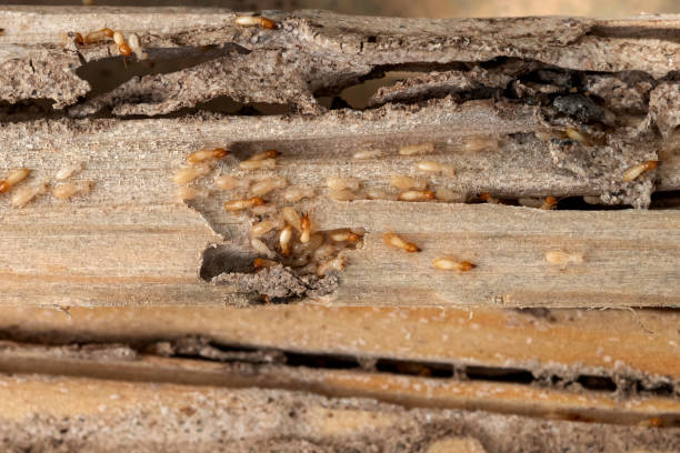 Best Flea Control Services  in Apple Valley, OH